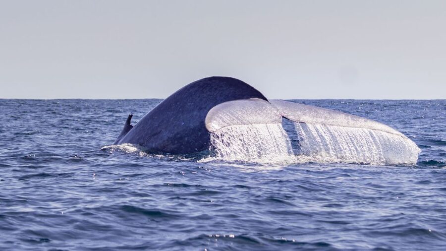 Terceira: Half-Day Dolphin and Whale Watching Tour - The marine life you might see