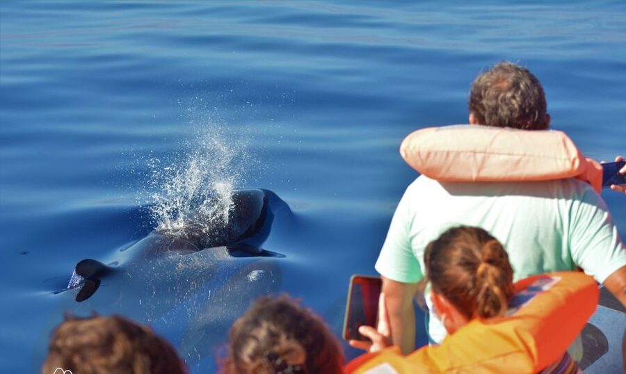 Terceira: Half-Day Dolphin and Whale Watching Tour - How the guides add value