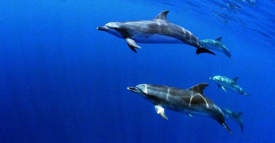 Terceira: Half-Day Dolphin and Whale Watching Tour - What to bring for a more comfortable outing