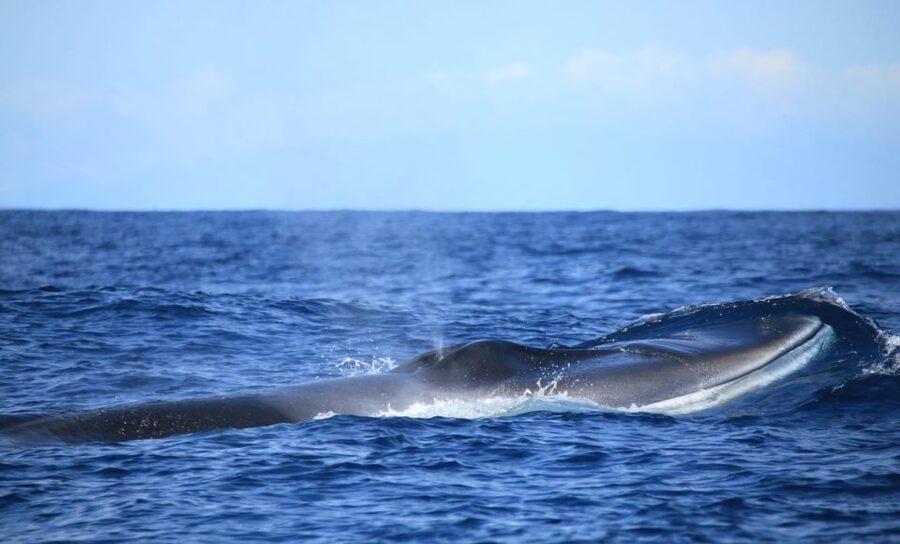 Terceira: Half-Day Dolphin and Whale Watching Tour - Who will enjoy this trip most