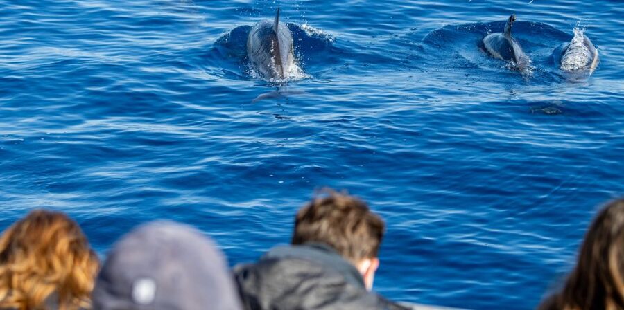 Terceira: Half-Day Dolphin and Whale Watching Tour - What the three-hour route feels like