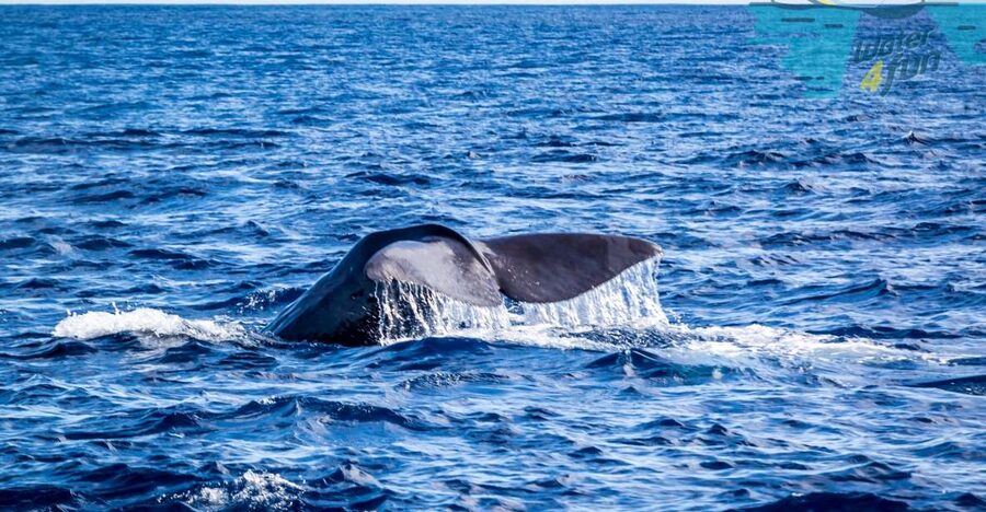 Terceira: Whale and Dolphin Watching in a Zodiac Boat - Setting out from Angra do Heroísmo