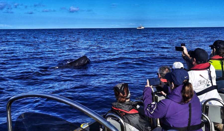 Terceira: Whale and Dolphin Watching in a Zodiac Boat - The zodiac ride along Terceira’s coast