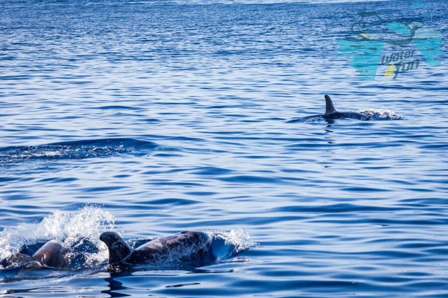 Terceira: Whale and Dolphin Watching in a Zodiac Boat - Searching for dolphins and whales