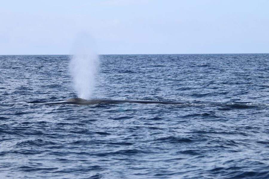 Terceira: Whale and Dolphin Watching in a Zodiac Boat - A respectful approach to wildlife