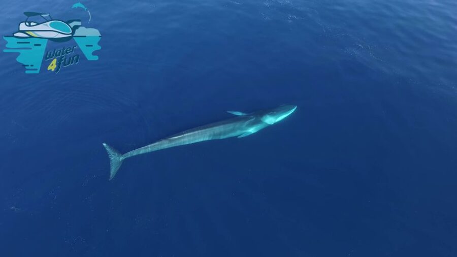 Terceira: Whale and Dolphin Watching in a Zodiac Boat - What the $82 price includes