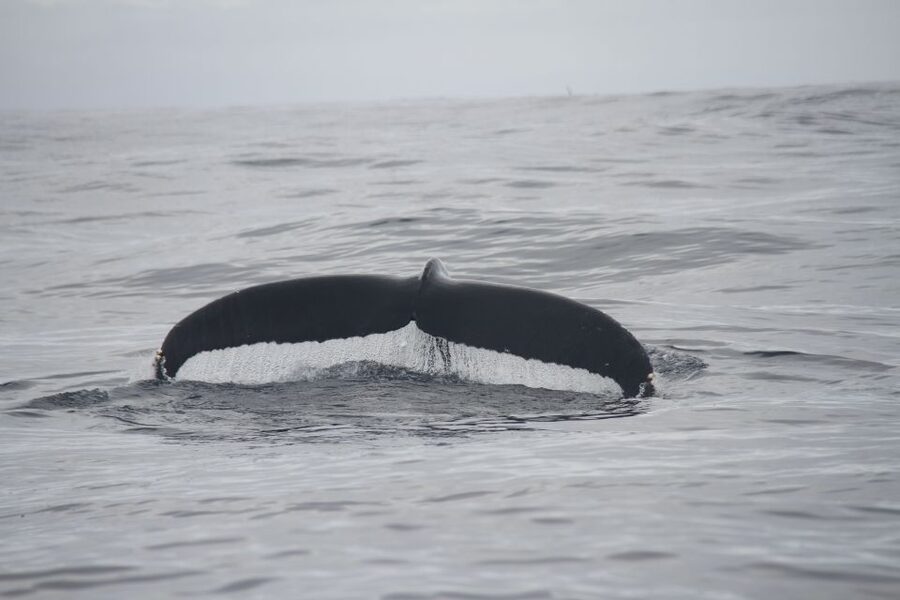 Terceira: Whale and Dolphin Watching in a Zodiac Boat - Weather, clothing, and comfort
