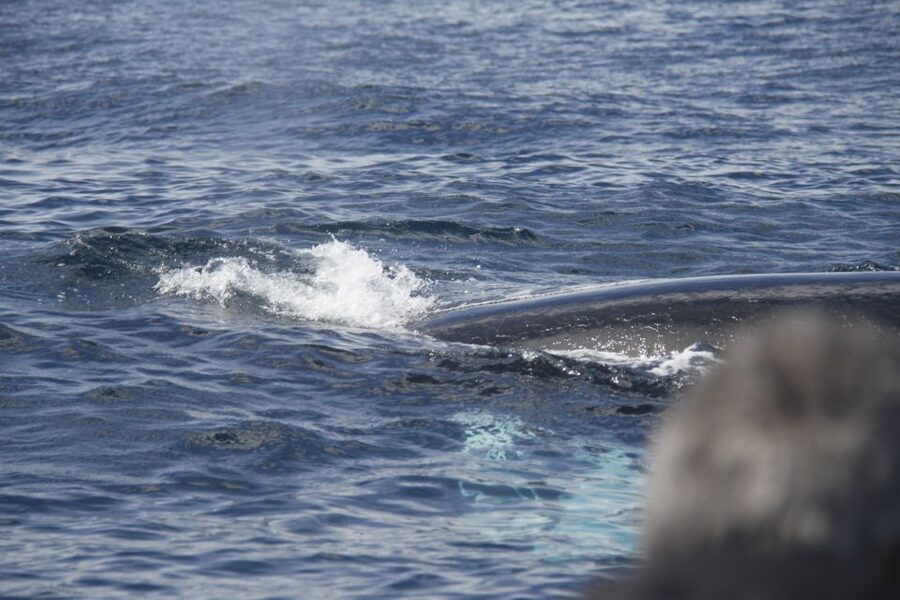 Terceira: Whale and Dolphin Watching in a Zodiac Boat - Languages, cancellation, and planning