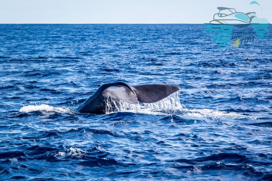 Terceira: Whale and Dolphin Watching in a Zodiac Boat - Why the Monte Brasil spotter matters