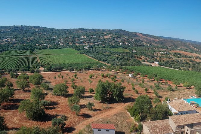 Tour & Wine tasting - Authentic Algarve Flavours by Quinta da Tôr - What the 90-minute visit actually includes