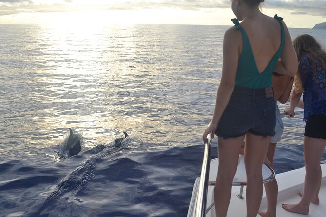 VipDolphins Luxury Whale Watching - What the $95.53 price really buys