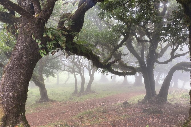 West Side Private Full Day Tours around Madeira Island - Seixal’s coastal road and roadside waterfalls