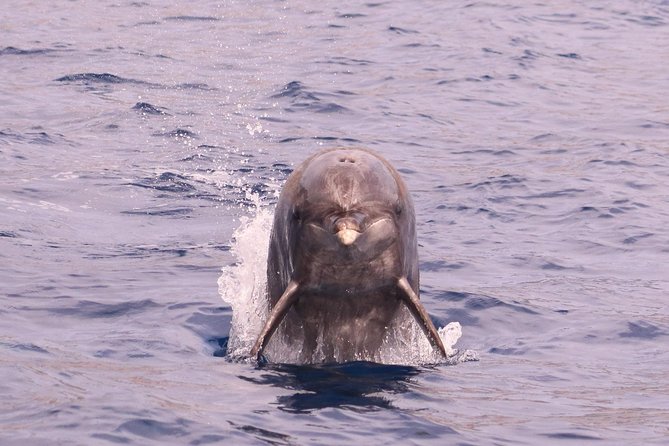 Whale and Dolphin Watching in Calheta, Madeira Island - A close look at the two-hour outing