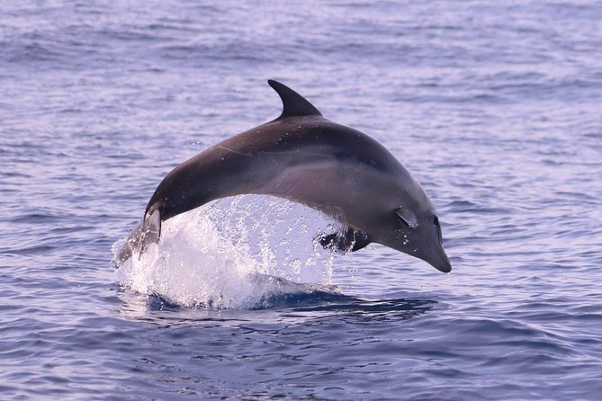 Whale and Dolphin Watching in Calheta, Madeira Island - Weather matters more than the calendar