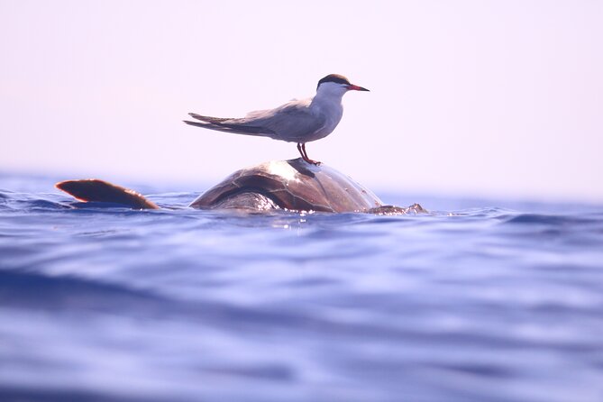 Whale and Dolphin Watching in Calheta, Madeira Island - Who will enjoy this boat trip most?