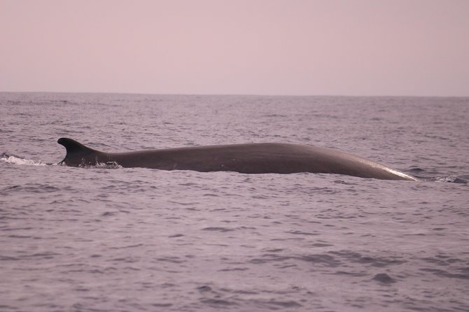 Whale and Dolphin Watching in Calheta, Madeira Island - A responsible approach to wild animals