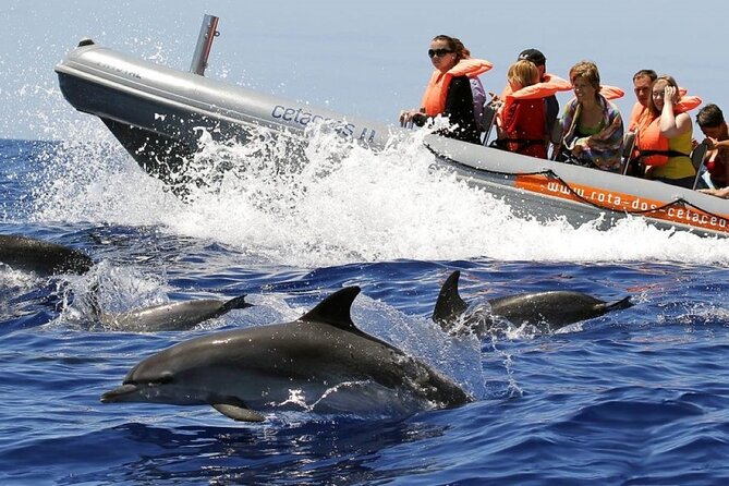 Whale and Dolphin Watching Tour from Funchal - Key things to know before booking