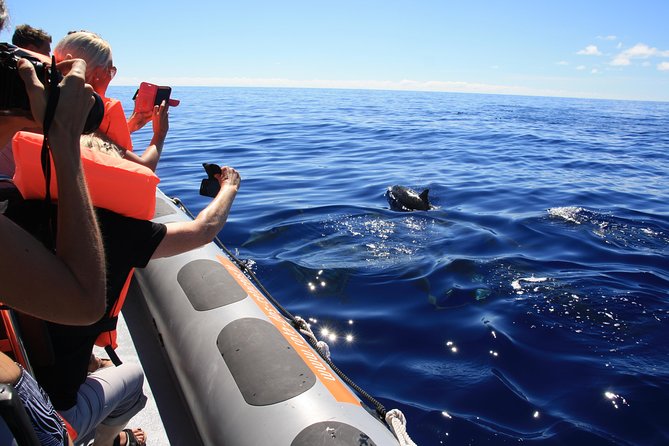 Whale and Dolphin Watching Tour from Funchal - A short briefing before the boat leaves