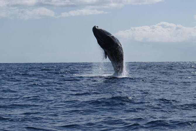 Whale and Dolphin Watching Tour from Funchal - Watching dolphins, whales, and turtles in the wild