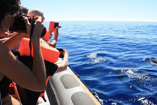 Whale and Dolphin Watching Tour from Funchal - Snorkeling and the question of swimming with dolphins