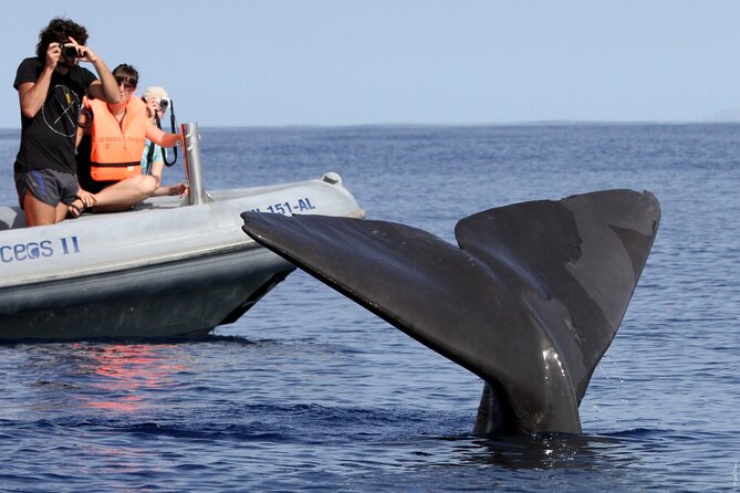 Whale and Dolphin Watching Tour from Funchal - The boat ride: thrilling for some, rough for others