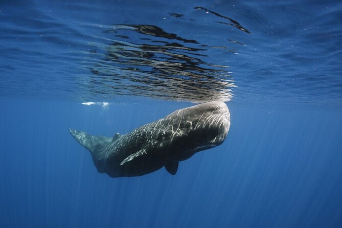 Whale and Dolphin Watching Tour from Funchal - What the 2 hours 30 minutes feel like