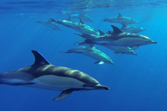 Whale and Dolphin Watching Tour from Funchal - How the lookouts guide the search