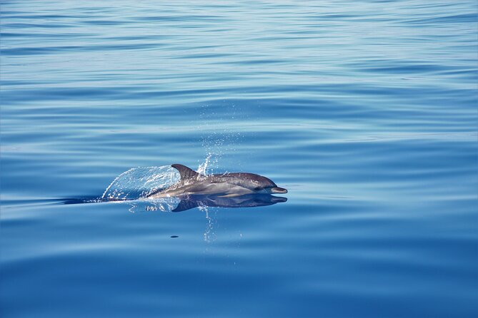 Whale and Dolphin Watching Tour in Madeira - Leaving from Calheta Marina