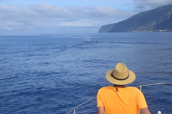 Whale and Dolphin Watching Tour in Madeira - Swimming and snorkeling in clear southwest water