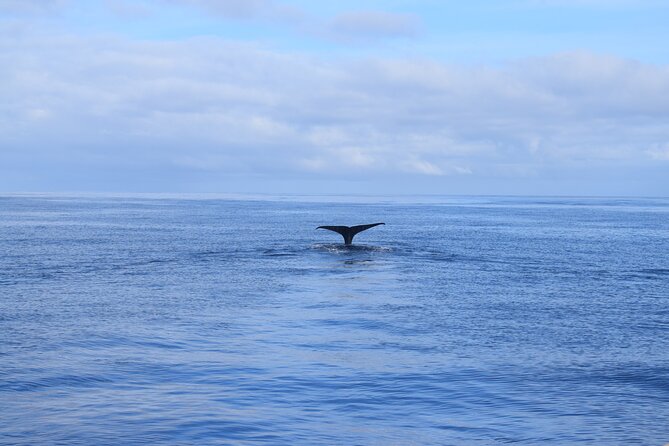 Whale and Dolphin Watching Tour in Madeira - Daytime trips versus the evening sail
