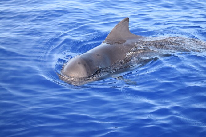 Whale and Dolphin Watching Tour in Madeira - Price, value, and the wildlife gamble