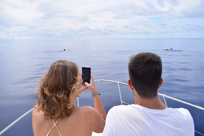 Whale and Dolphin Watching Tour in Madeira - Miranda and the small-group advantage
