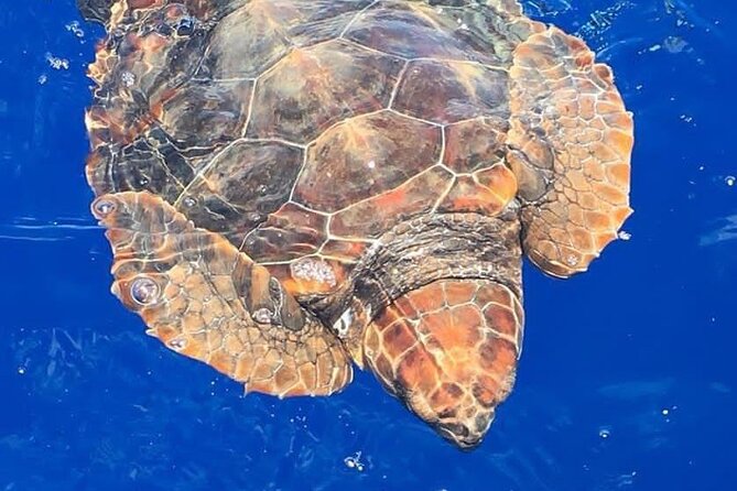 Whale & Dolphin Watching in Madeira - Five things worth knowing before you book
