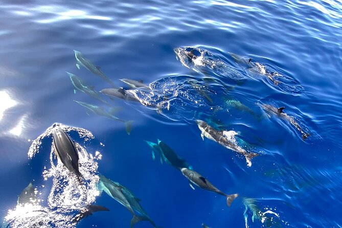 Whale & Dolphin Watching in Madeira - Setting out from Caniçal and the Hotel Marina