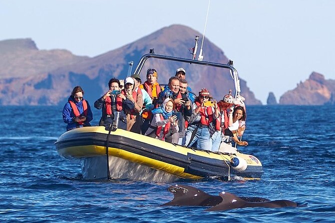 Whale & Dolphin Watching in Madeira - Ponta de São Lourenço from the water