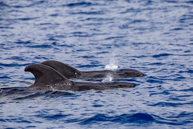 Whale & Dolphin Watching in Madeira - Prainha do Caniçal and the return swim