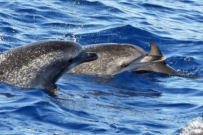 Whale & Dolphin Watching in Madeira - What $59.89 buys you