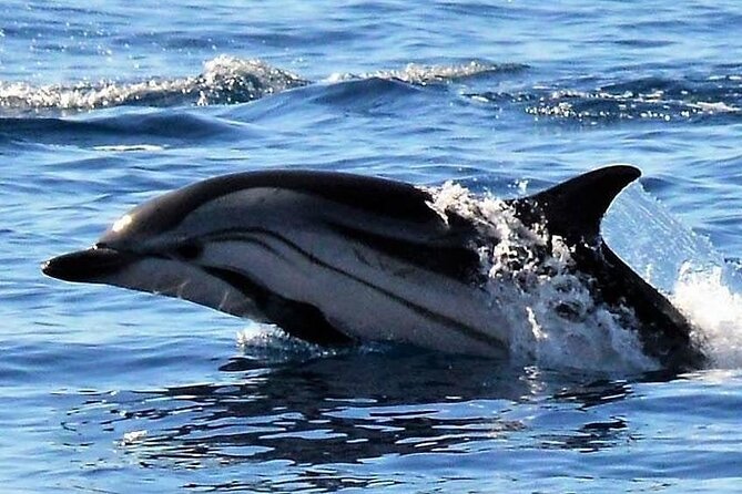Whale & Dolphin Watching in Madeira - Timing, comfort, and group size