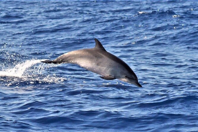 Whale & Dolphin Watching in Madeira - Searching Madeira’s blue world for whales and dolphins