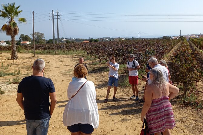 Wine Lovers: Winery Tour w/ Tasting & Tapas (Albufeira/Vilamoura) - Pickup from Albufeira or Vilamoura
